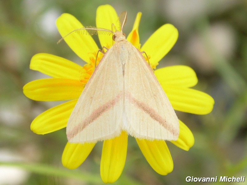 La vita in un fiore (Senecio inaequidens)